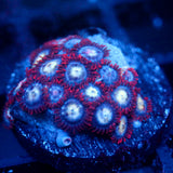 JC Edge of Reality Zoanthid