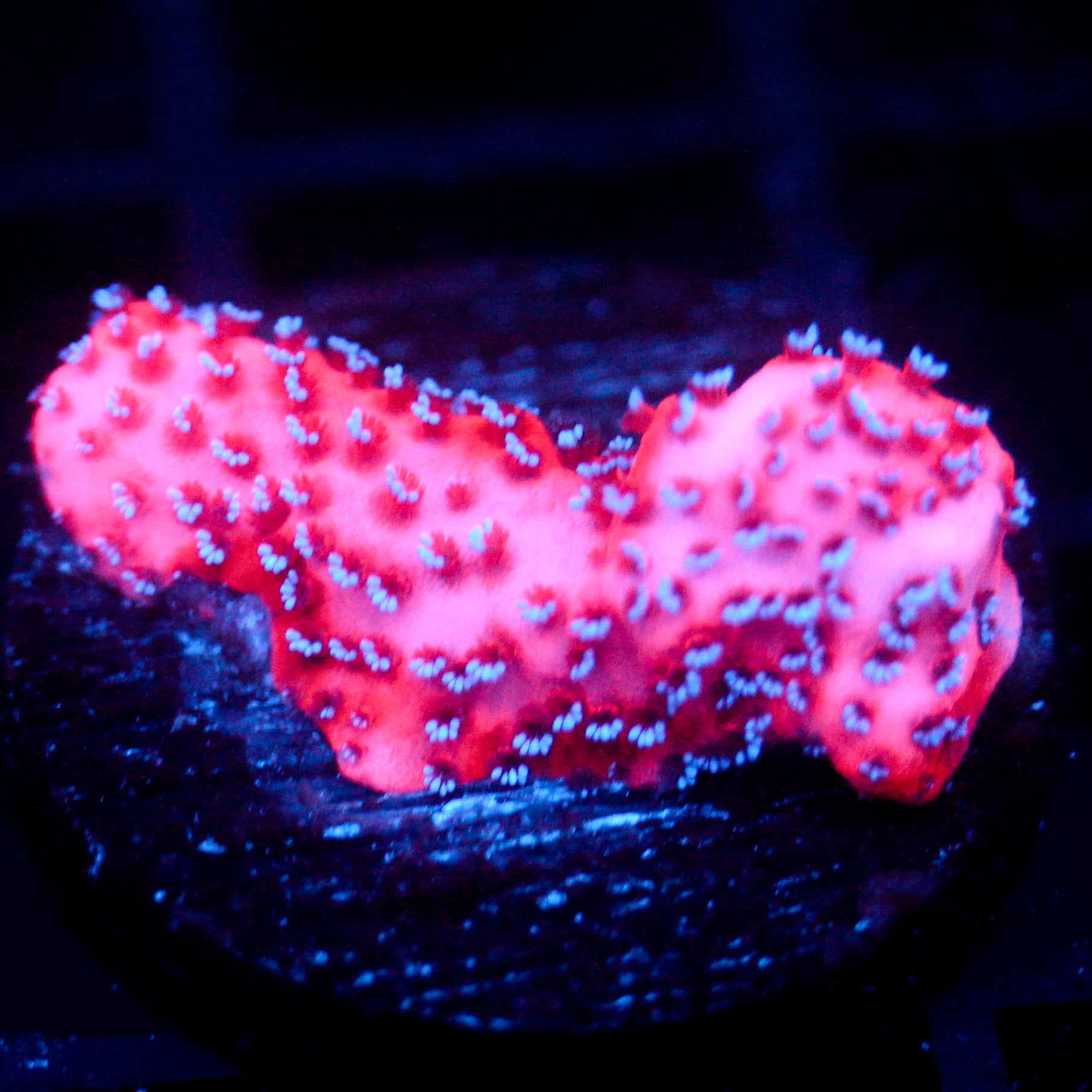 JC Mystic Sunset Montipora