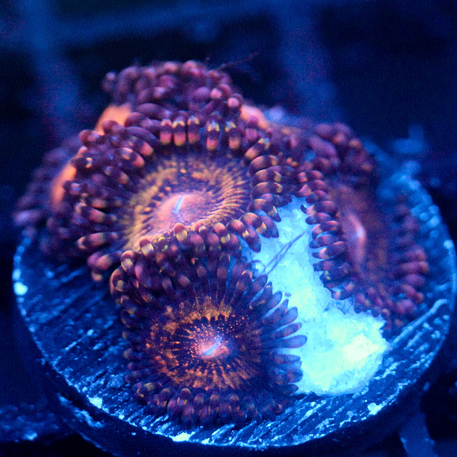 JC Speckled Kraze Zoanthid
