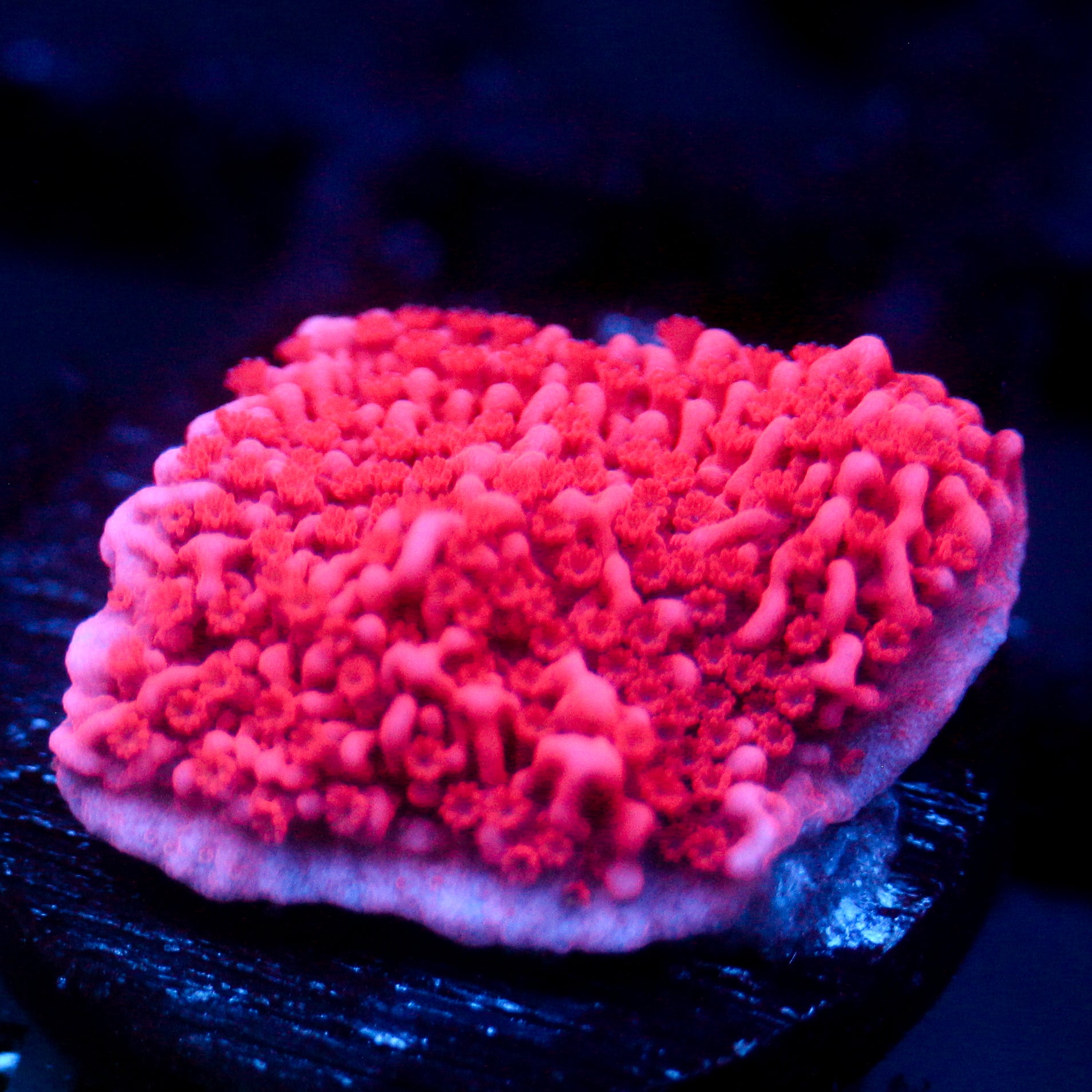 JC Pink Wave Monti