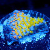 JC Rainbow Montipora