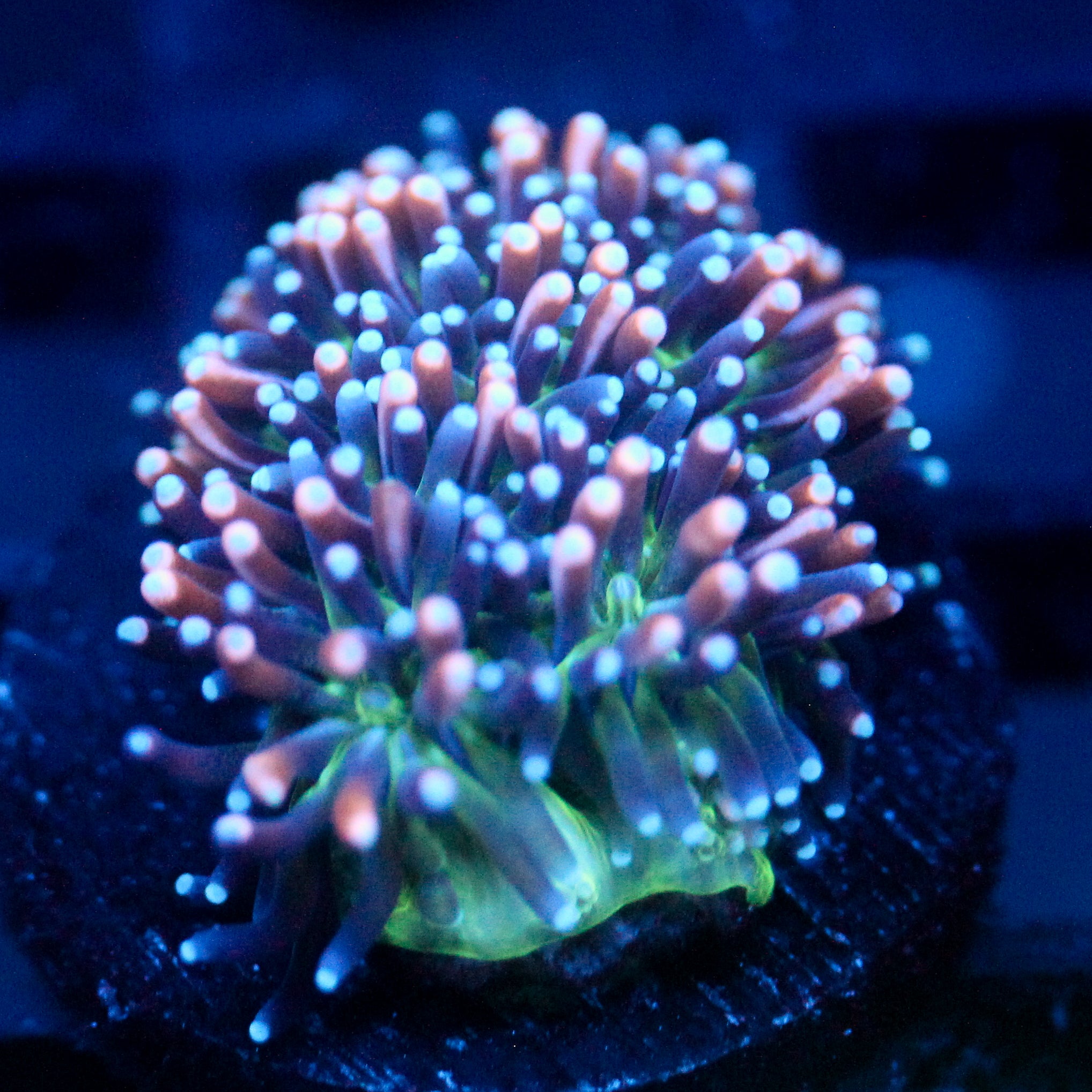 JC Sour Sucker Galaxea