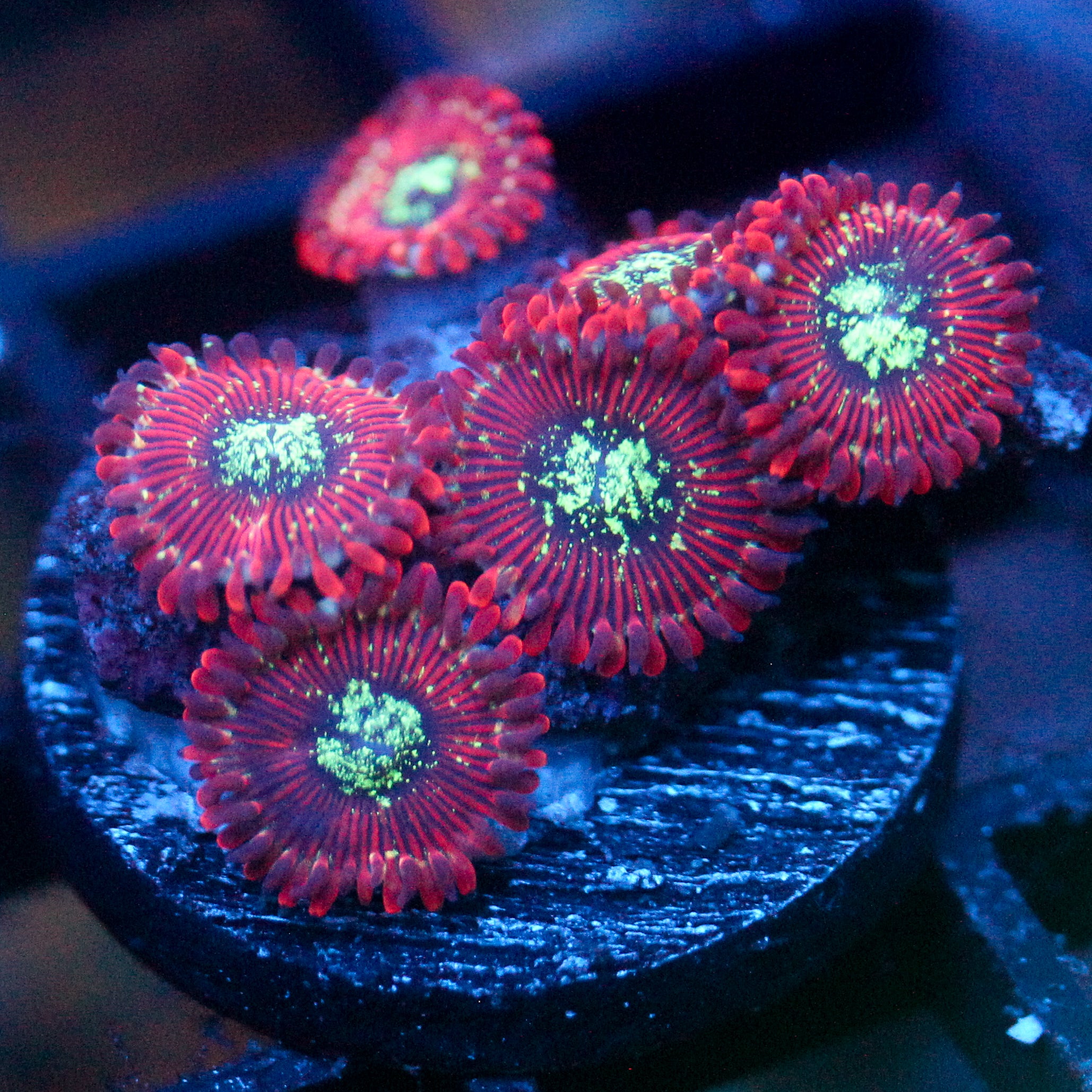 JC Magician's Zoanthid