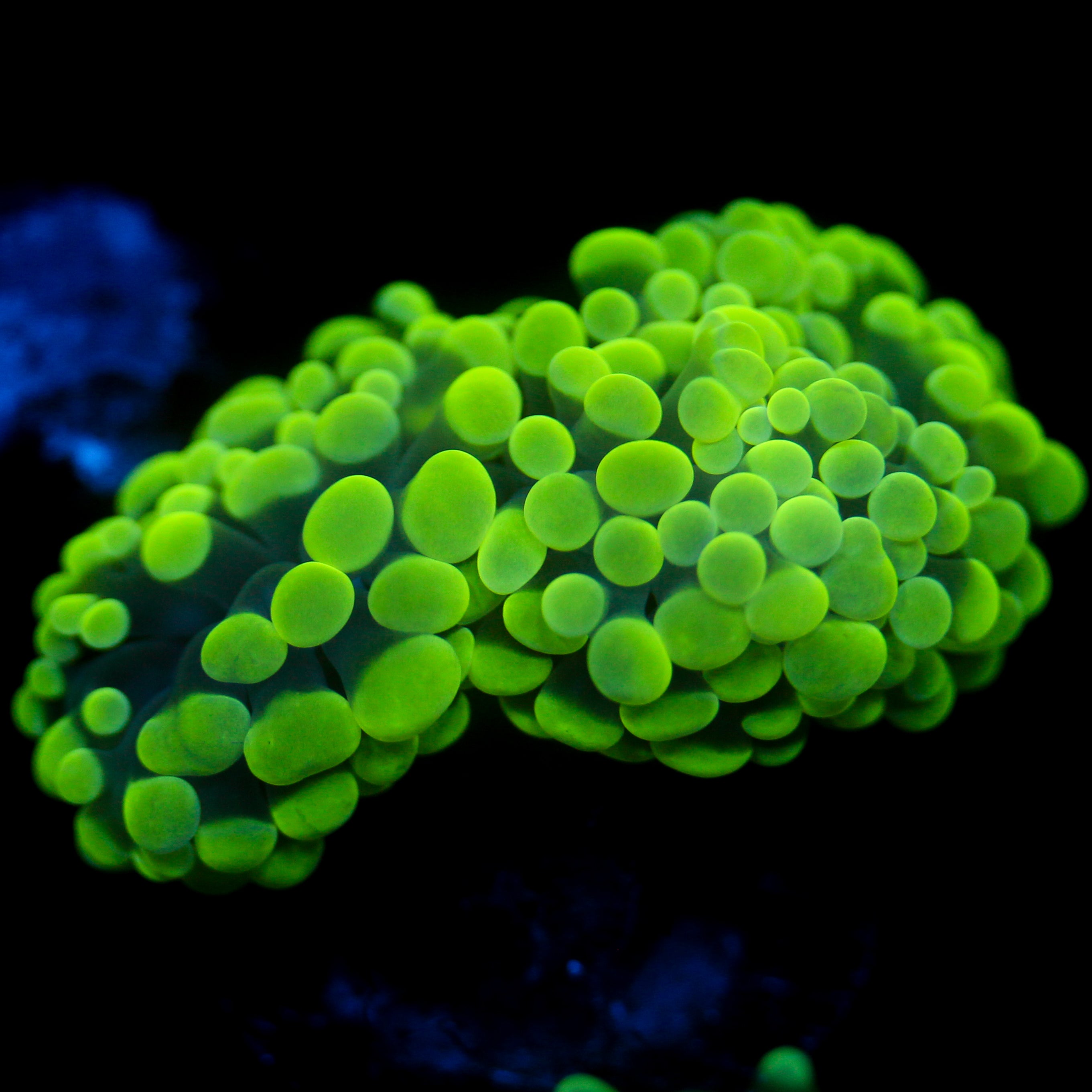 JC Neon Splatter Hammer