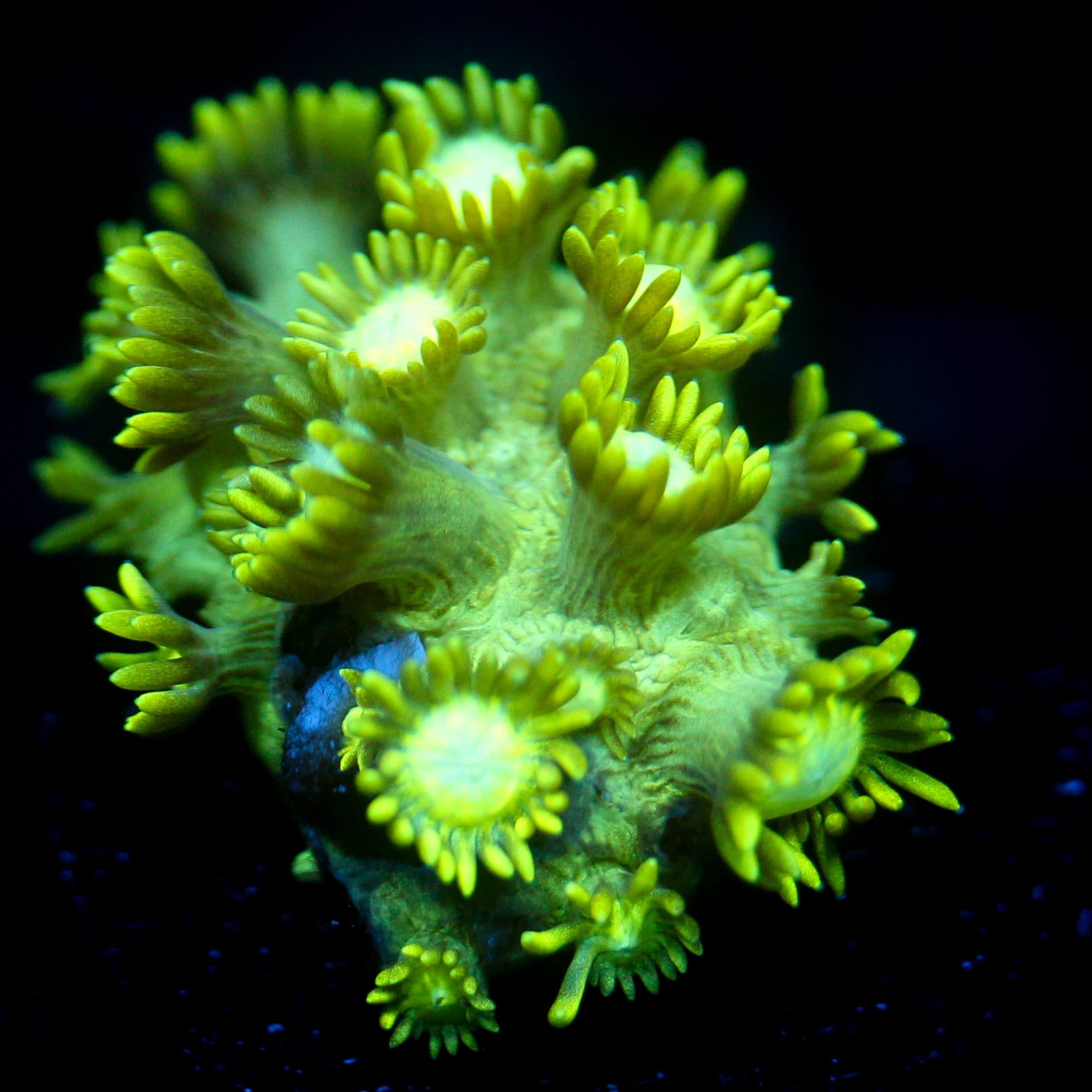 JC Uranium Fever Goni