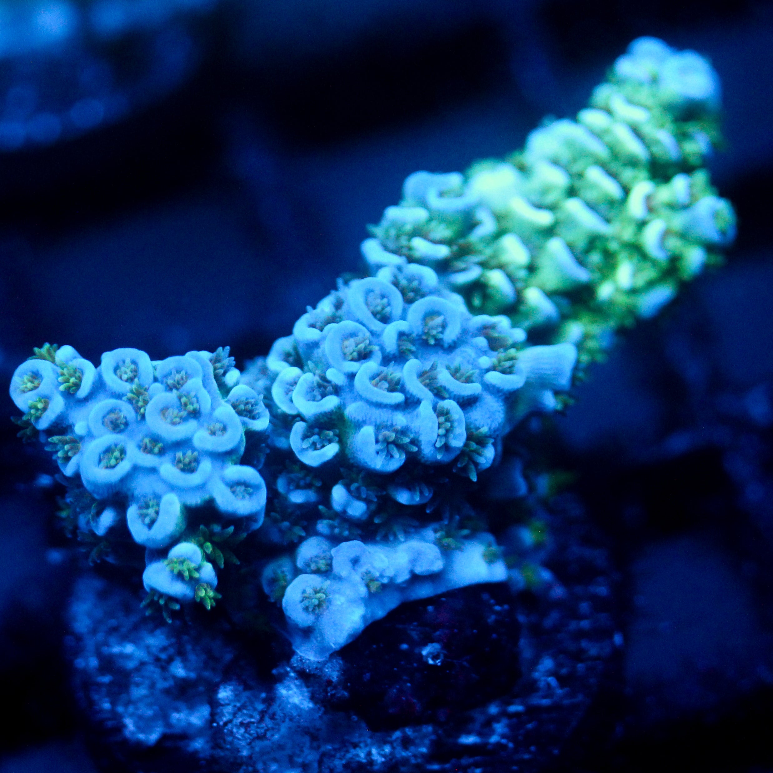 JC Blue Phantoms