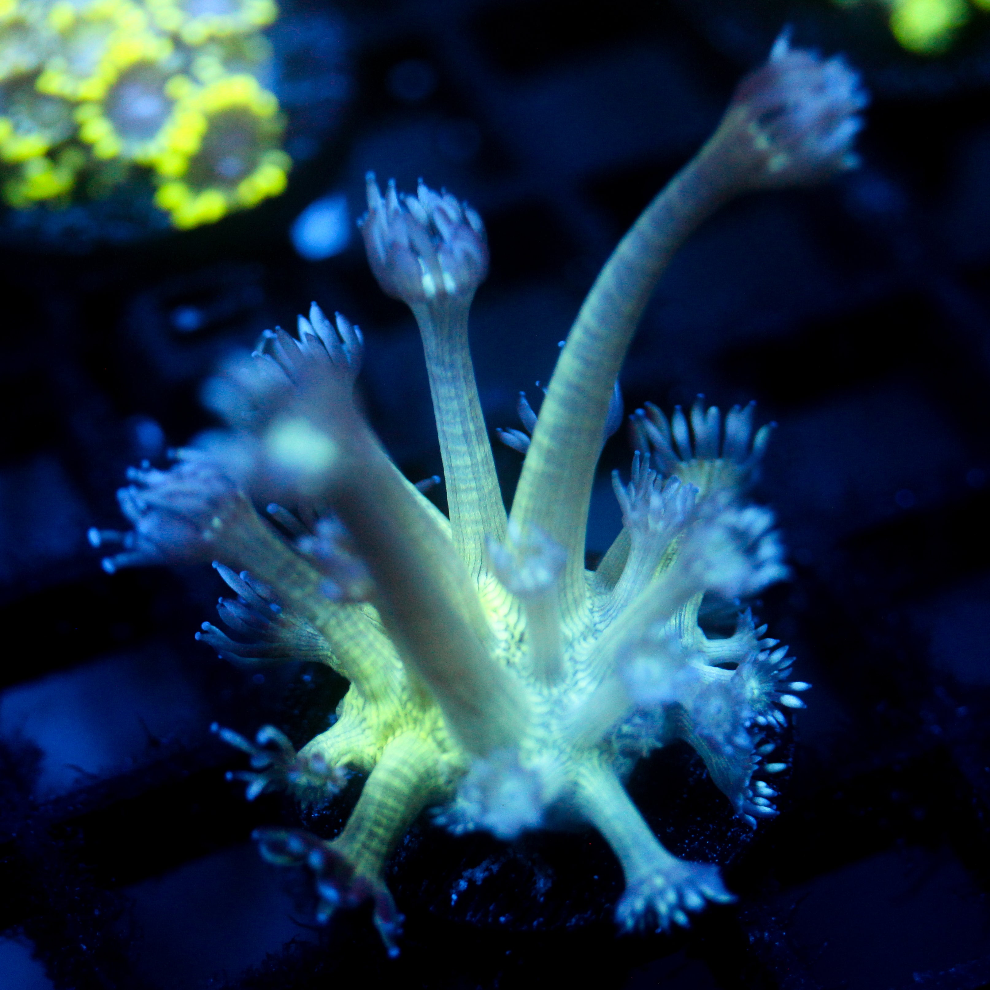 JC Peacock Goni