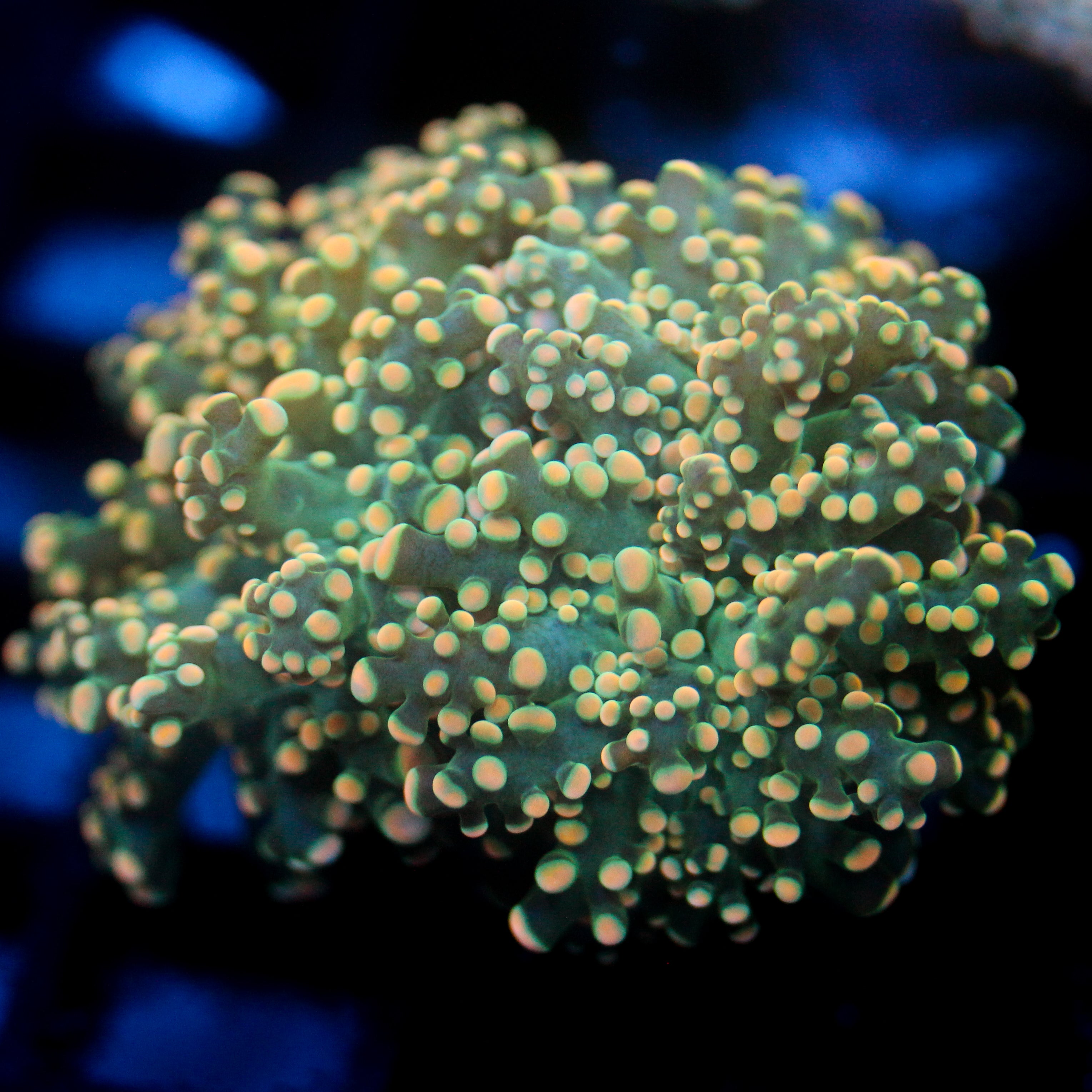 JC Orange Tide Octo