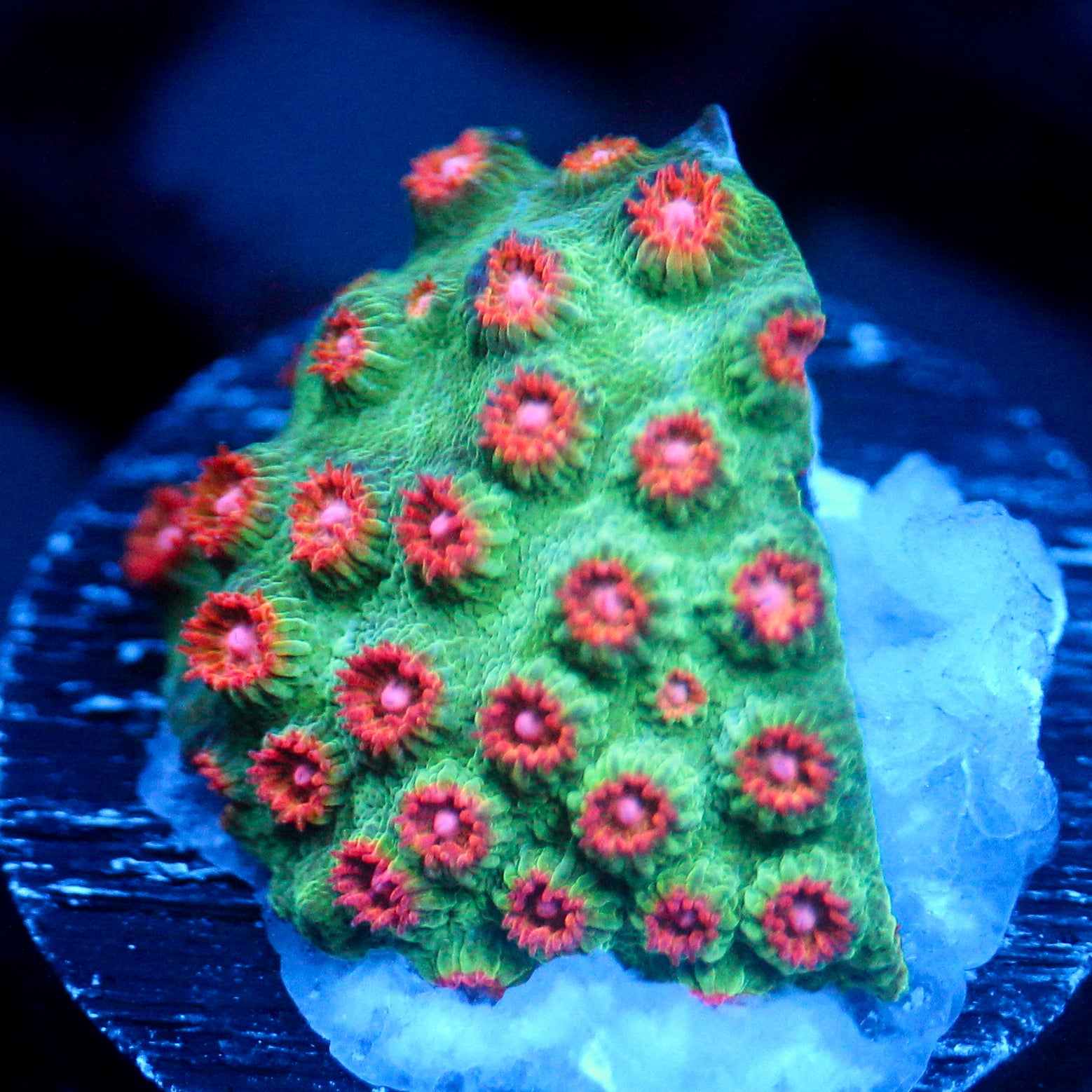 JC Evil Swarm Cyphastrea