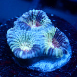 JC War Torn Favia