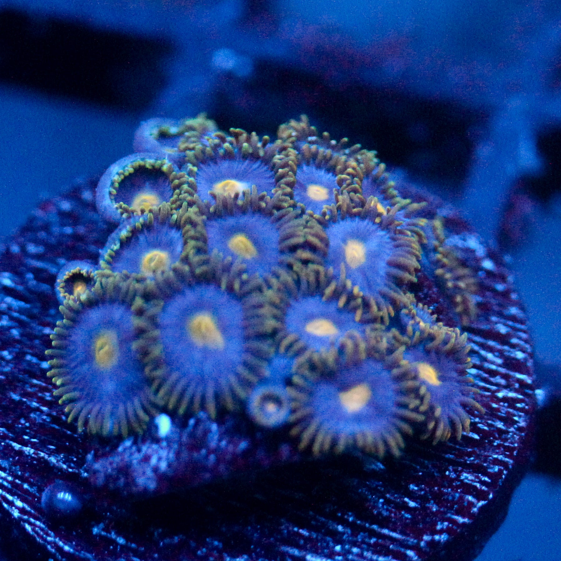 JC Gold Gobbler Zoanthid