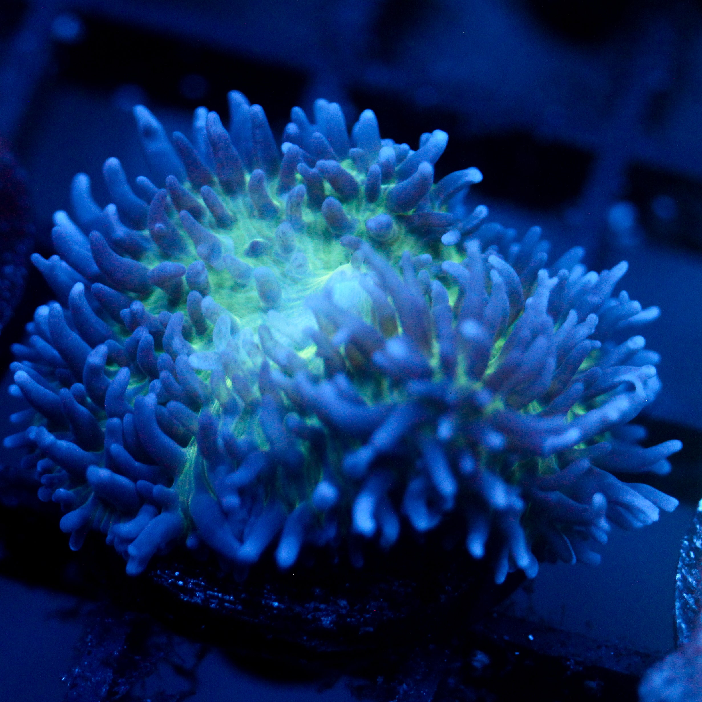 JC Fuzzy Mushroom