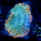 JC Lush Biome Rhodactis