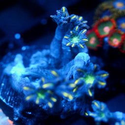 JC Yellow Tip Clove Polyp