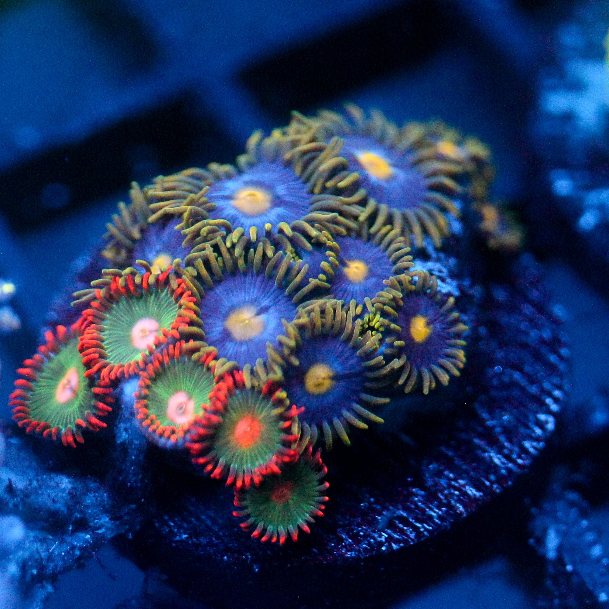 JC Gold Gobbler Zoanthid Mix