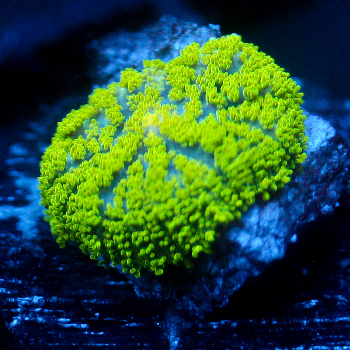 JC Neon Green Rhodactis