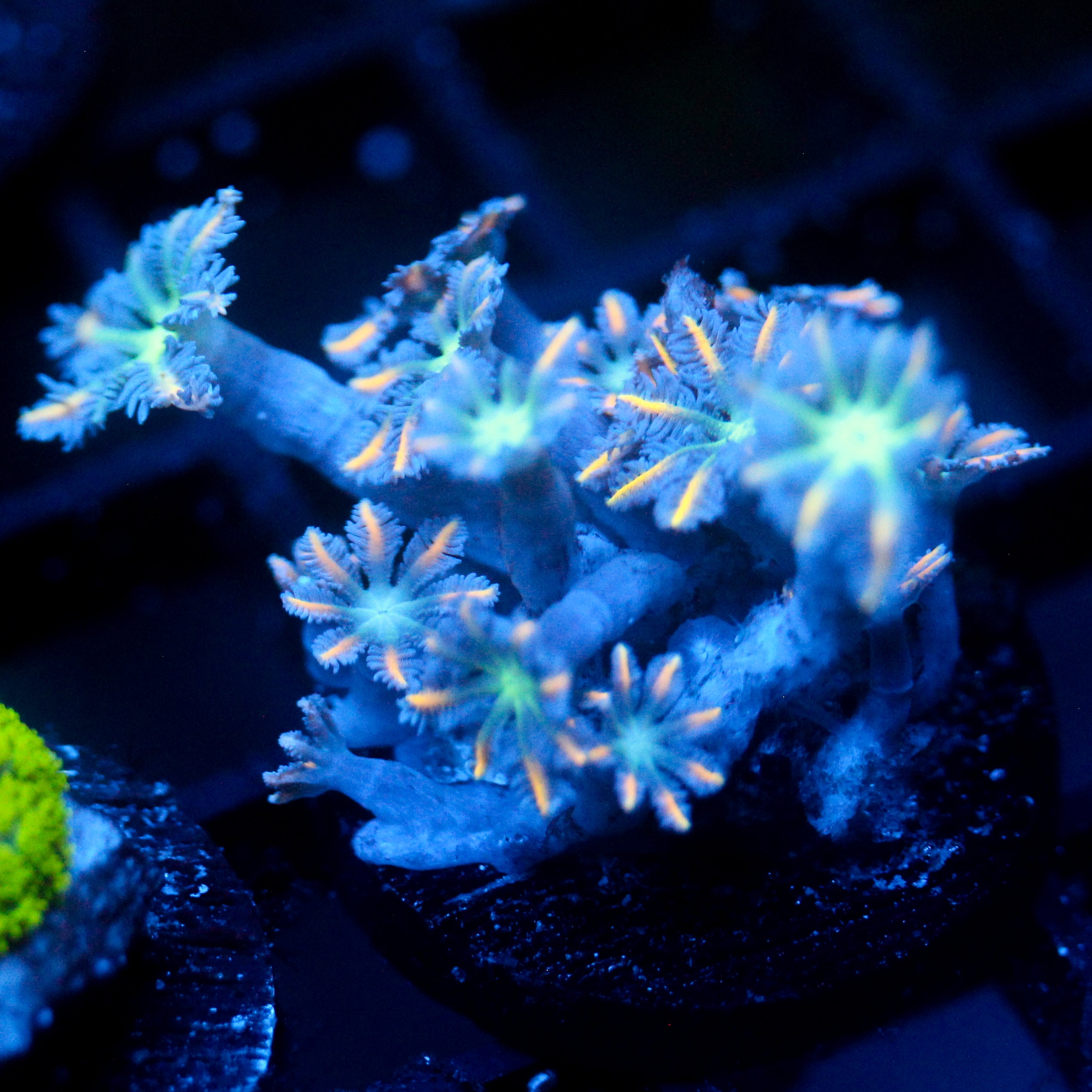 JC Orange Tip Clove Polyp