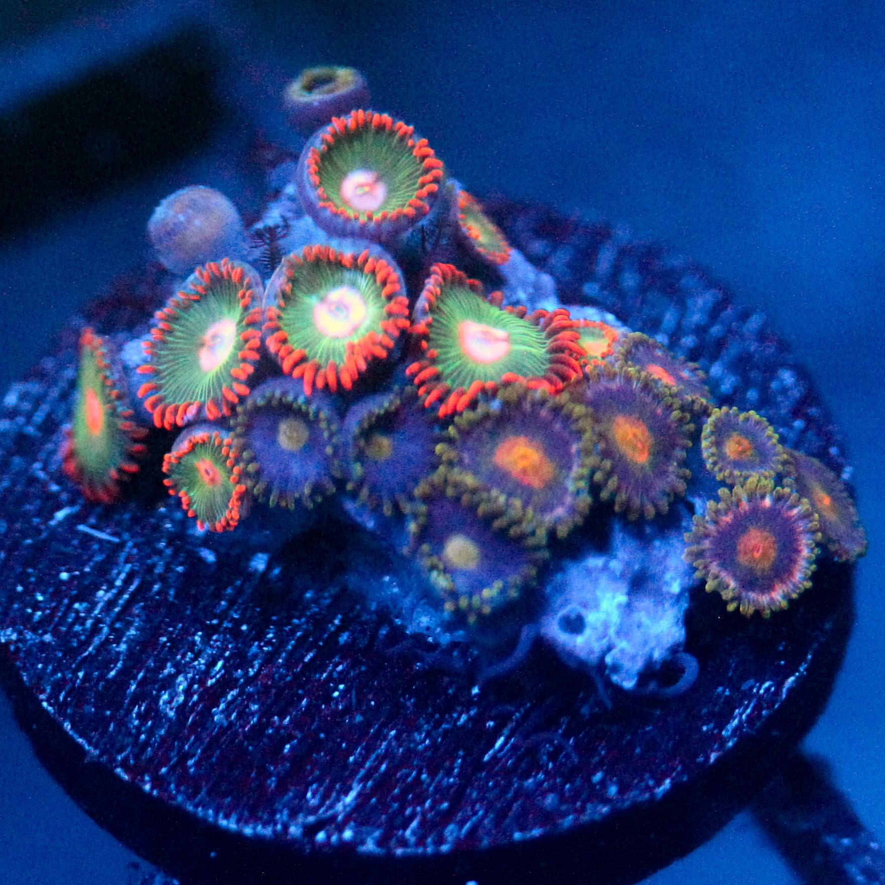JC Gatorade Zoanthids Mix