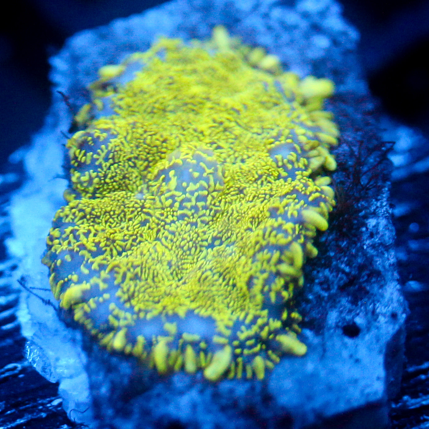 JC Great Heavens Rhodactis
