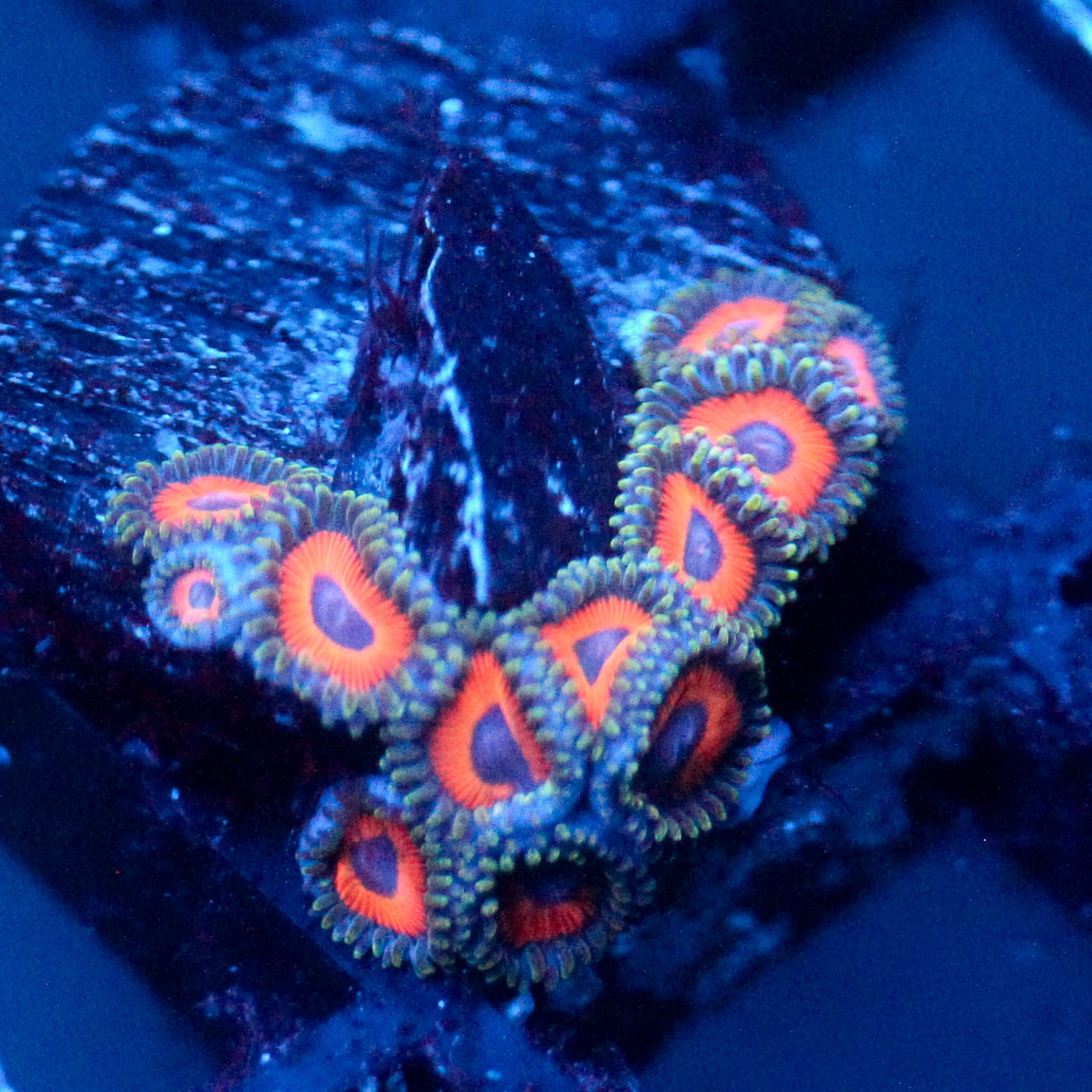 Jason Fox Fairytale Zoanthids