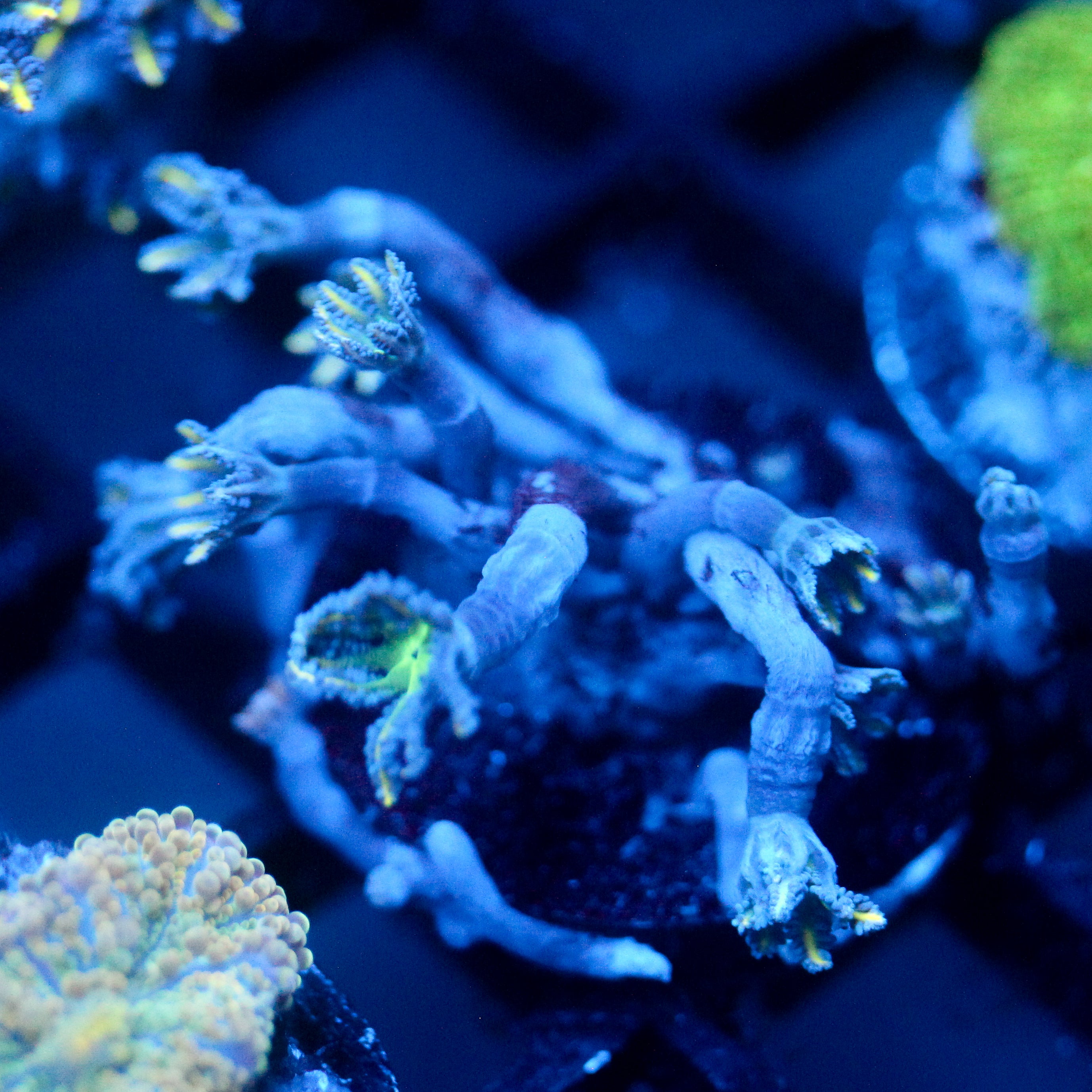 JC Orange Tip Clove Polyp