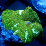 JC Blue Streak Watermelon Rind Discosoma