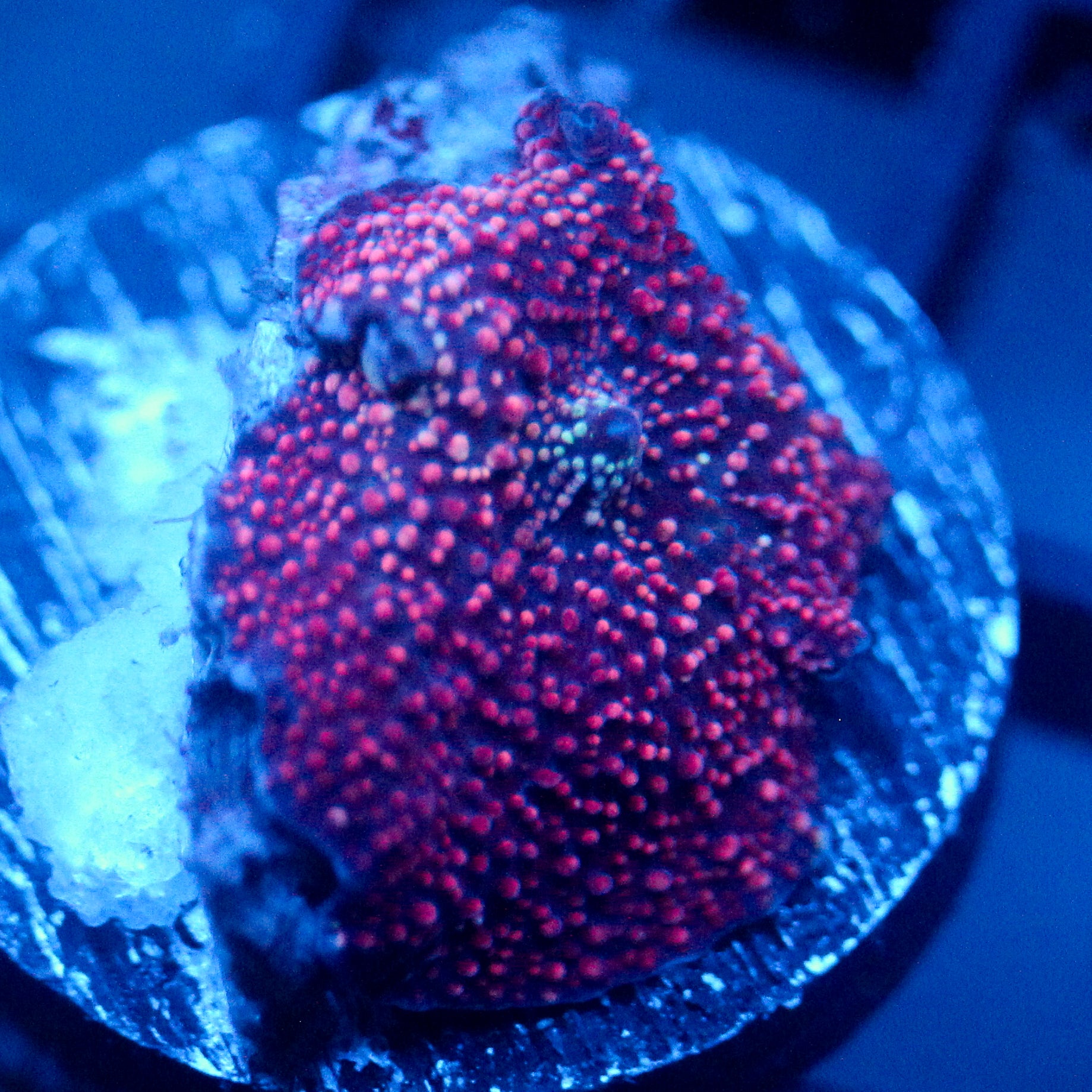 JC Red Pimple Madness Discosoma