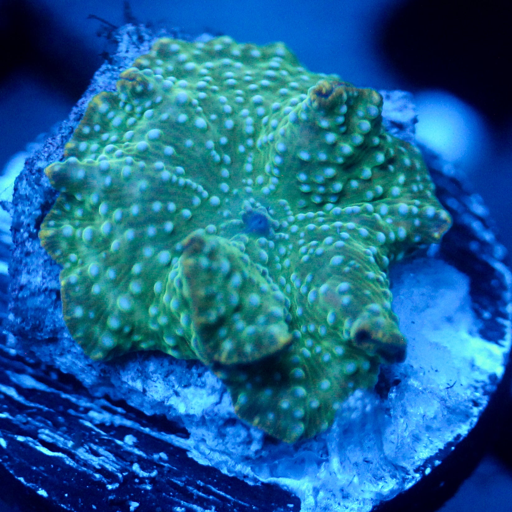JC Green Freak Discosoma