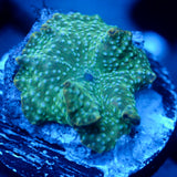 JC Green Freak Discosoma