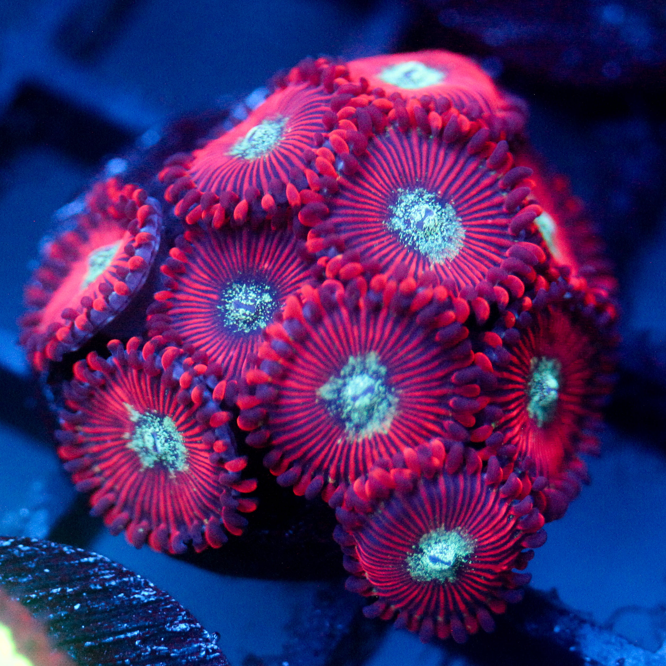 JC Magician's Zoanthid
