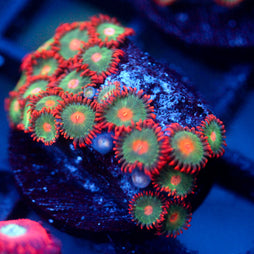 JC Gatorade Zoanthids