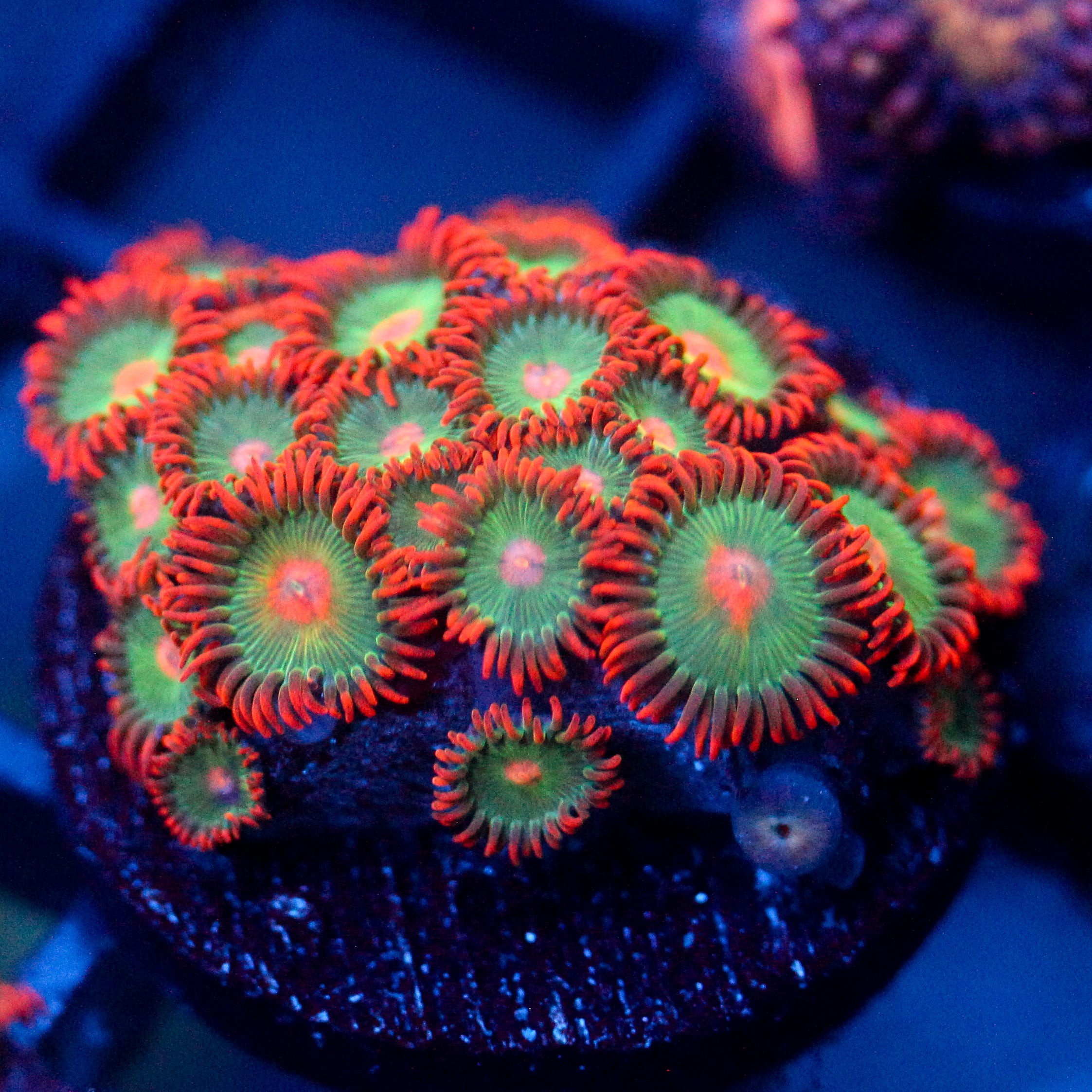 JC Gatorade Zoanthids