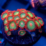 JC Gatorade Zoanthids