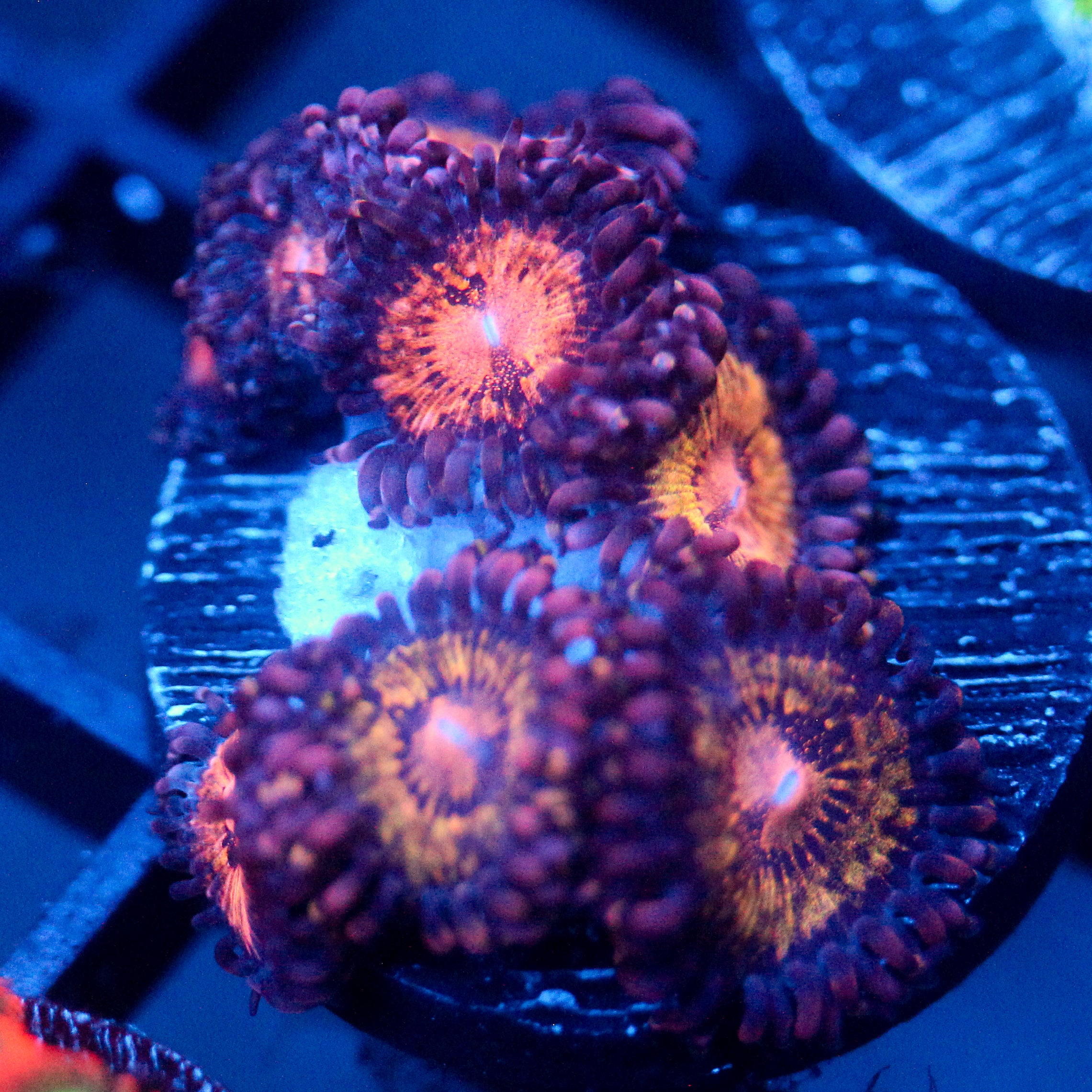 JC Speckled Kraze Zoanthid