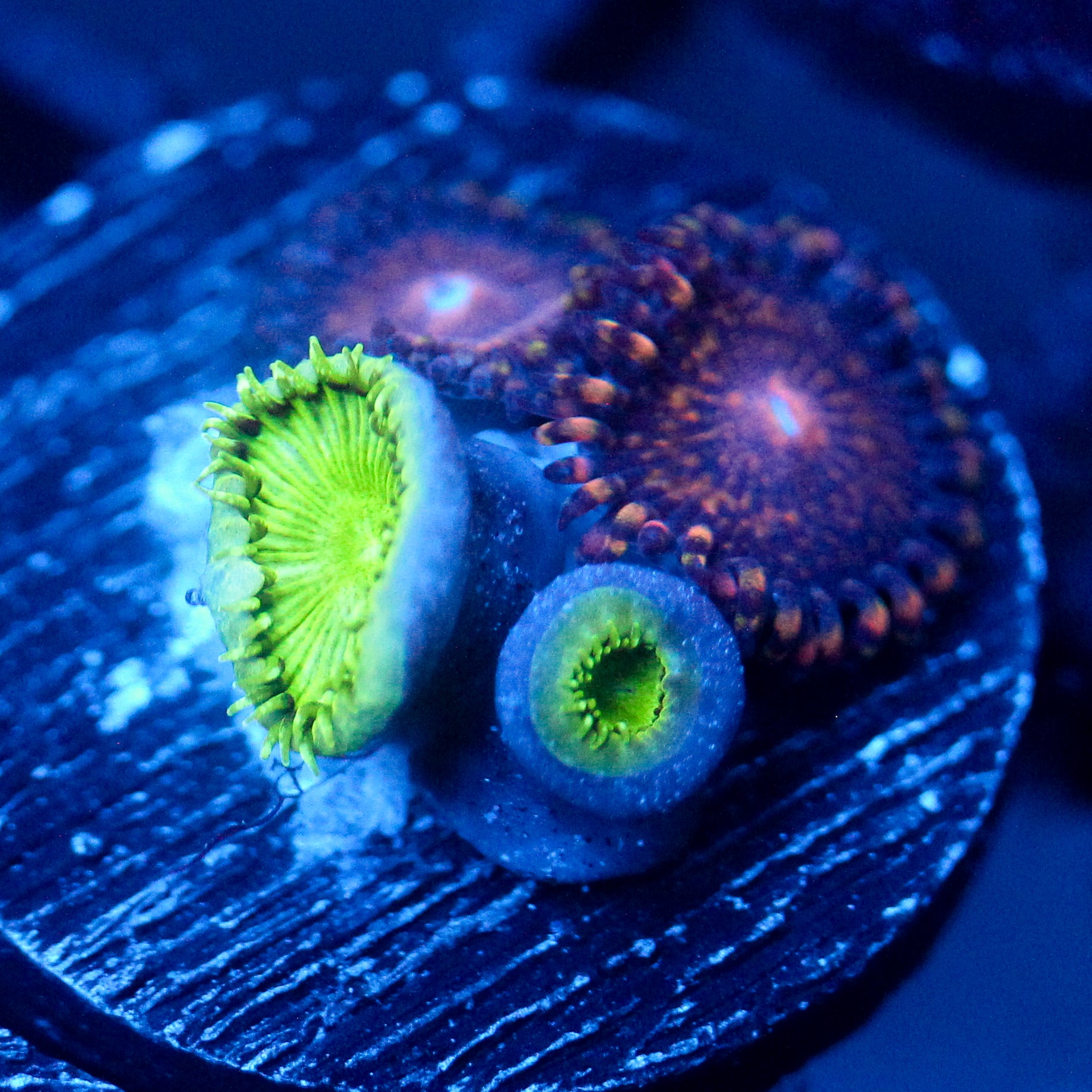JC Green Death Palythoa+ Speckled Kraze Zoanthid