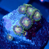 JC Tye Dye Reality Zoanthids