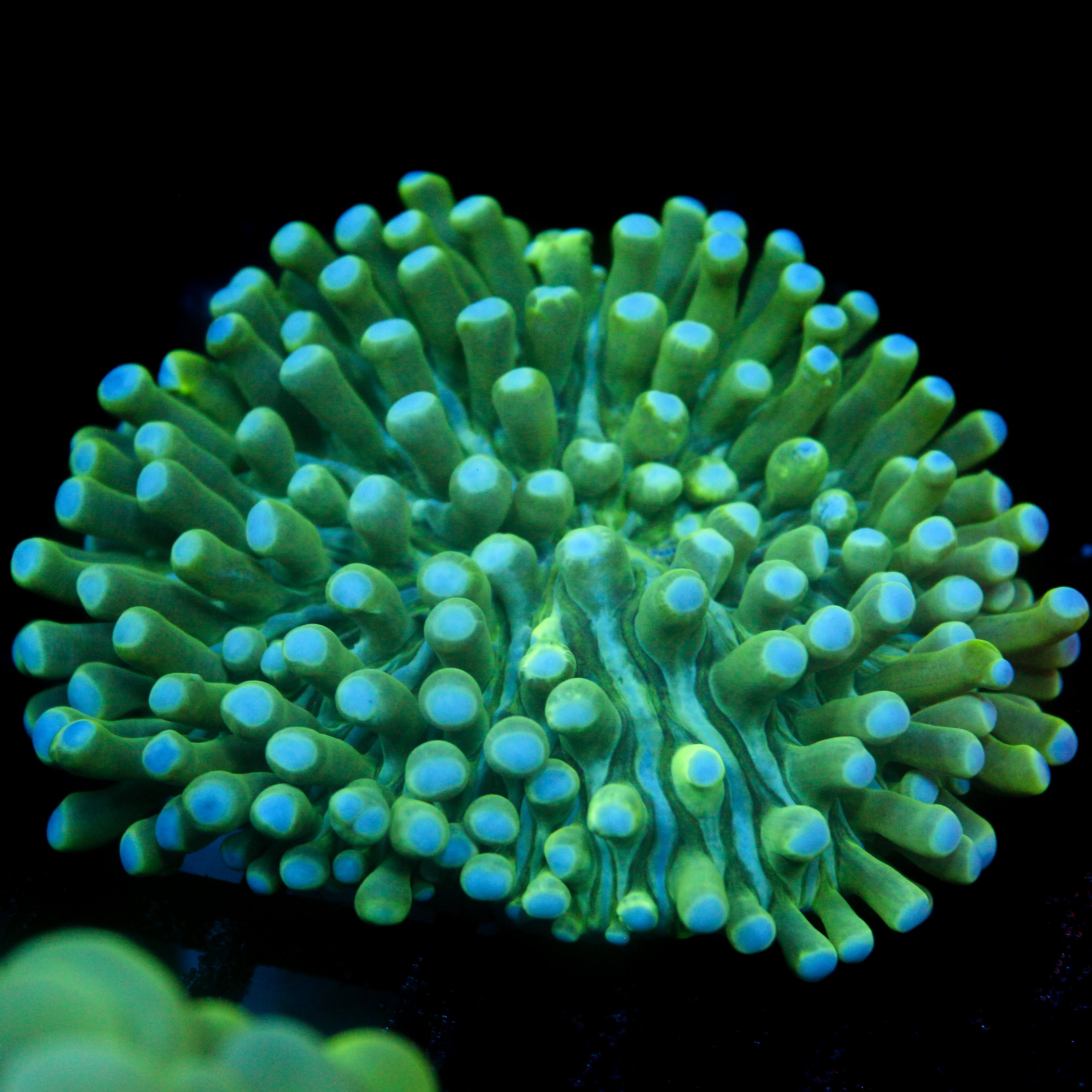 JC Green Goblin Heliofungia 2.5"