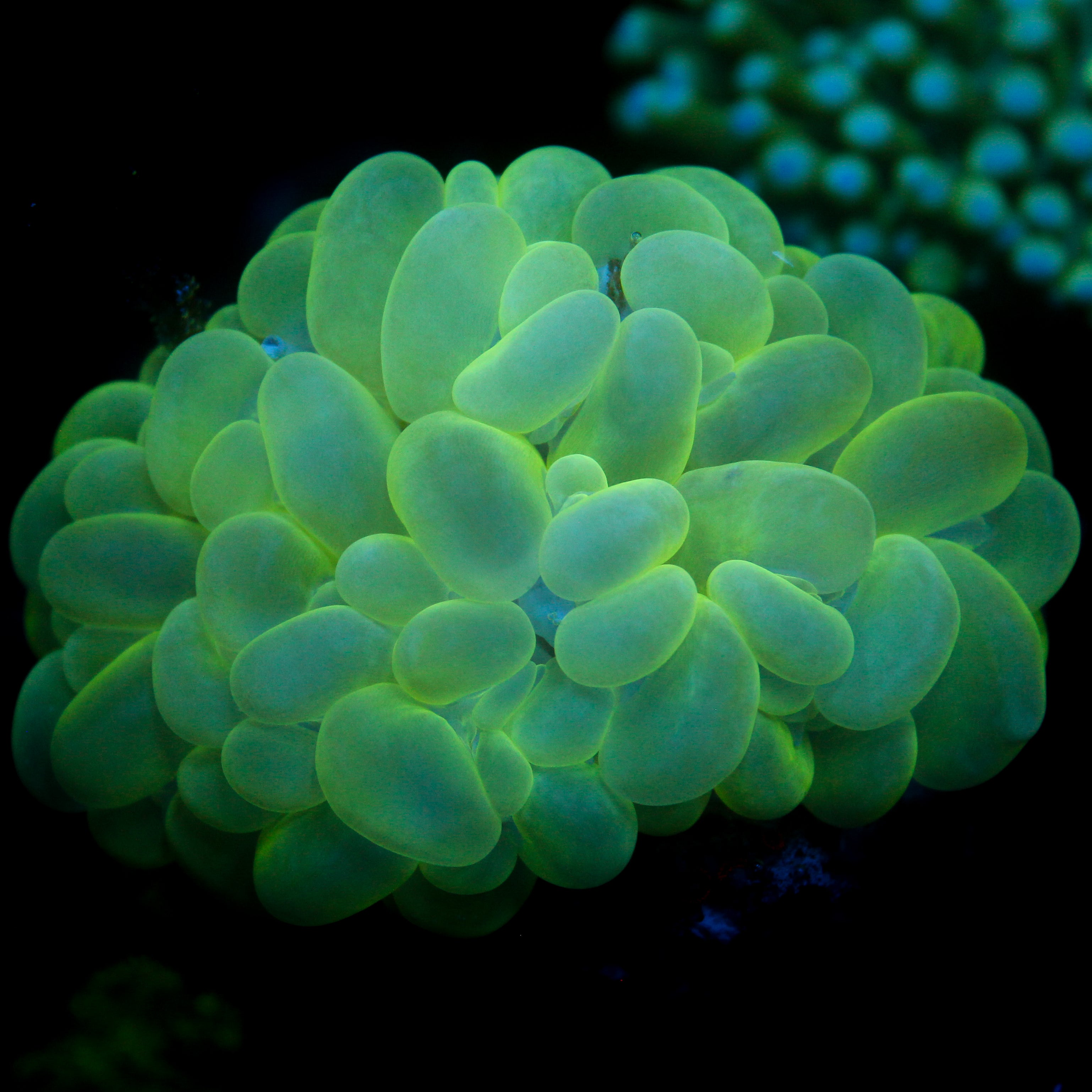 JC Green Bubble Coral 3"