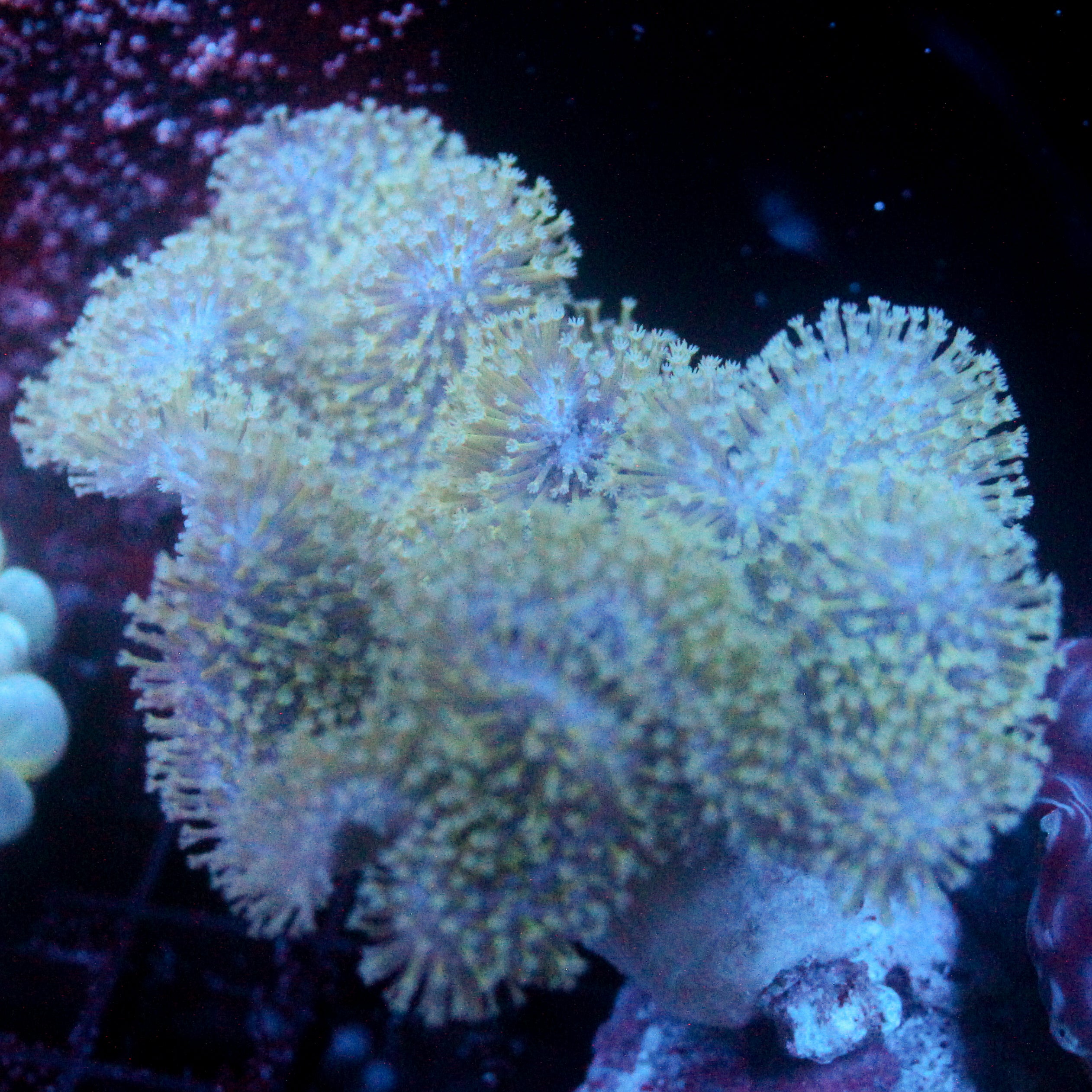 JC Evergreen Toadstool 3.5"