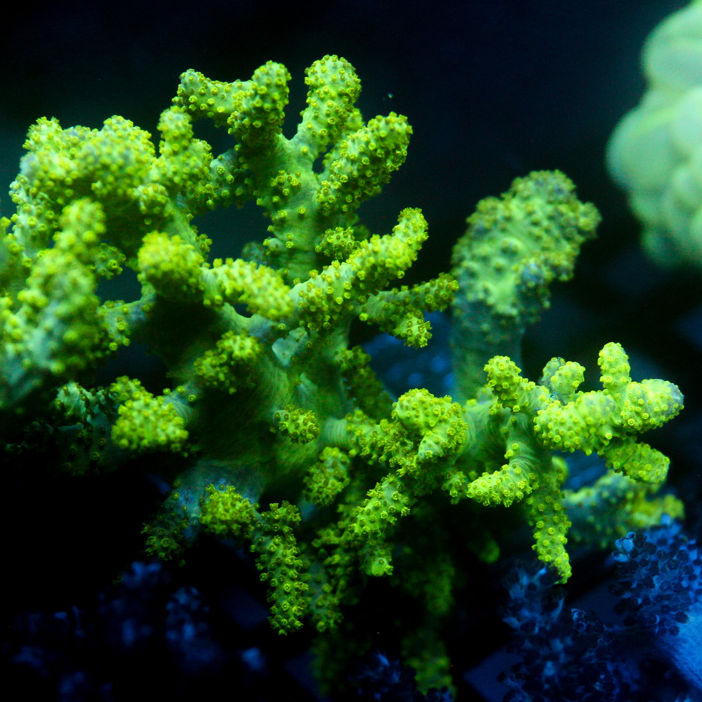 JC LG Neon Green Sinularia