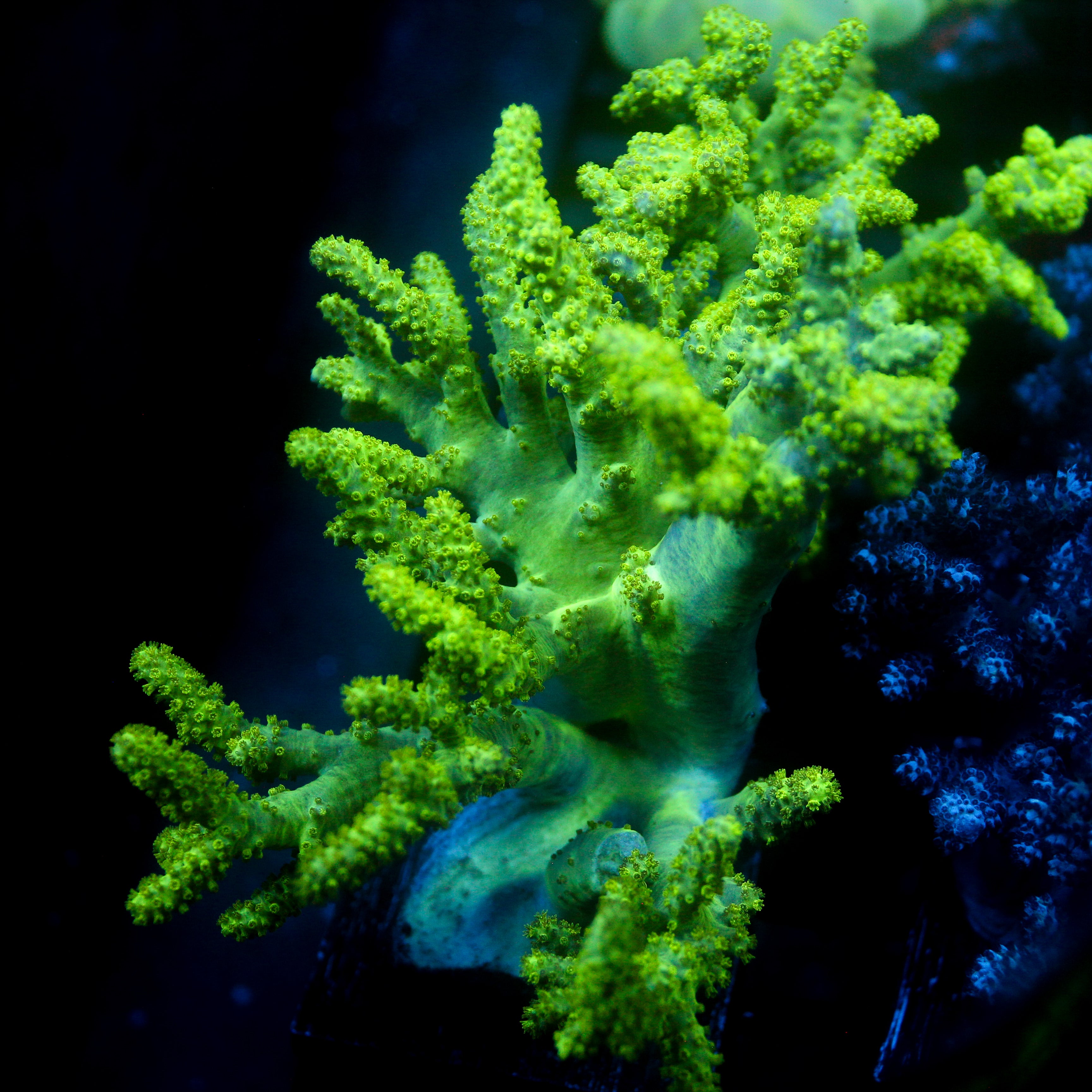 JC LG Neon Green Sinularia