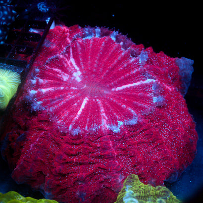 JC Devils Couch Cusion Acanthophyllia