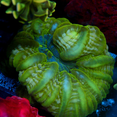 JC Tropical Maelstrom Cynarina 4"+
