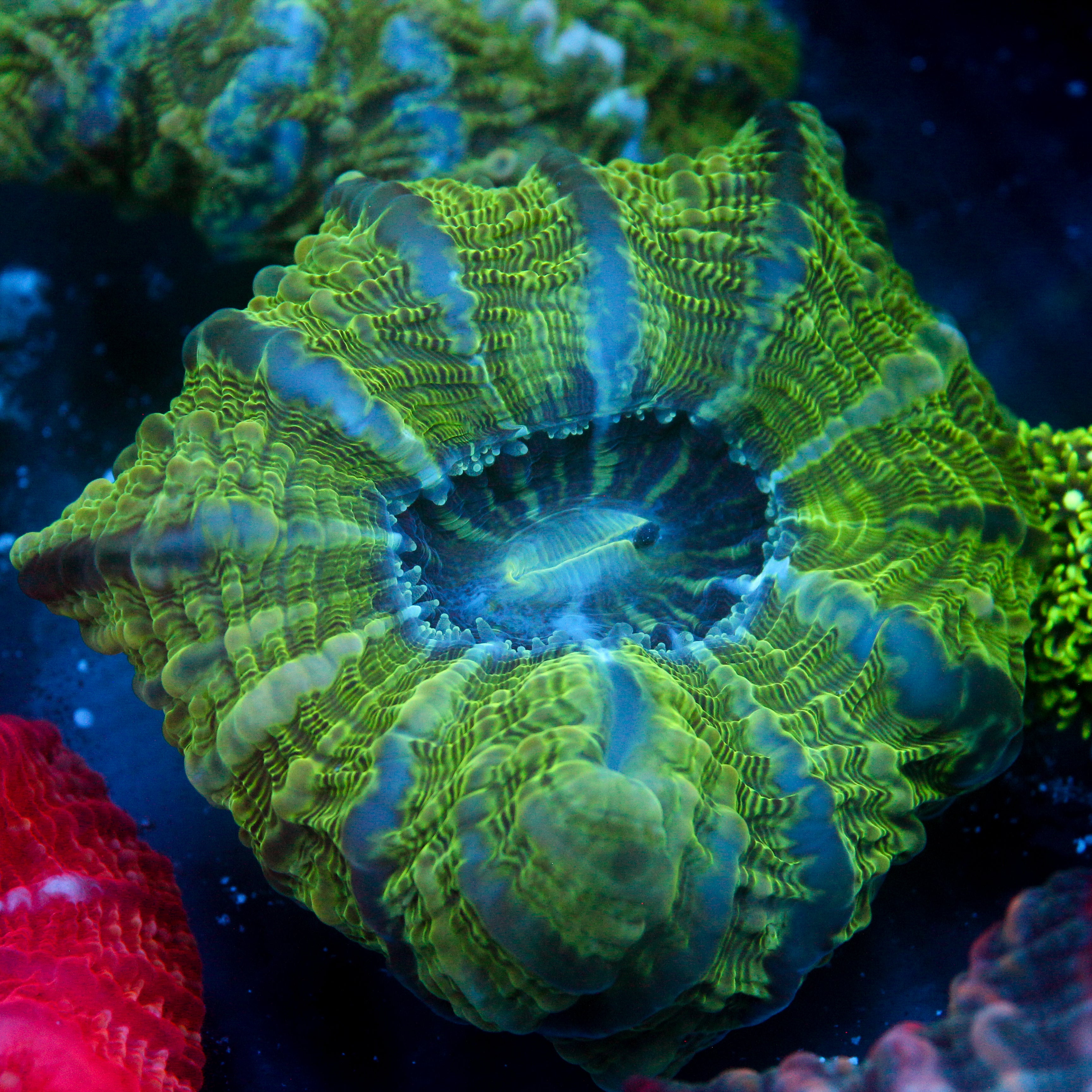 JC Abyss Indophyllia 4"