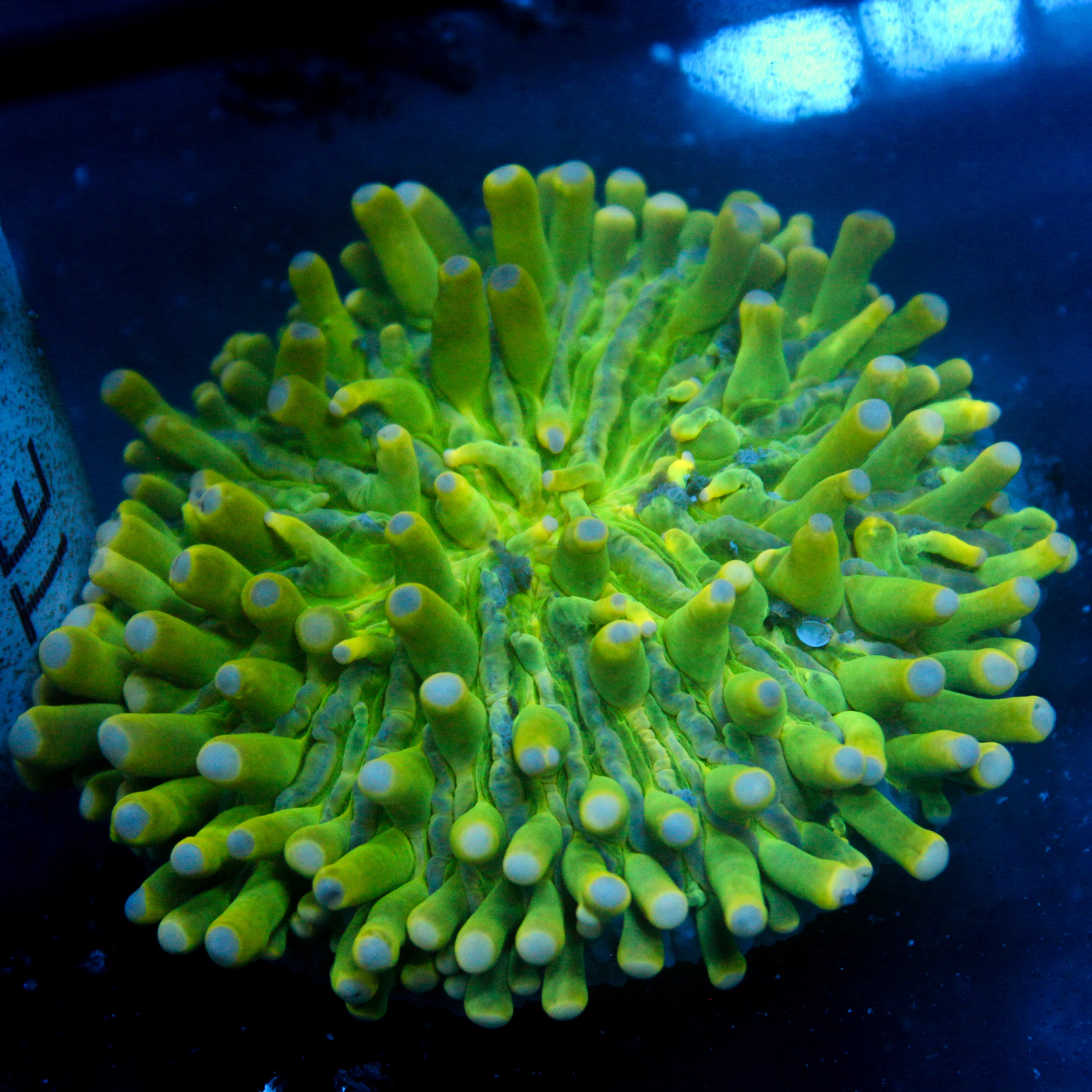 JC Yellow Fever Heliofungia 3"