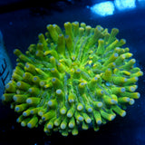 JC Yellow Fever Heliofungia 3