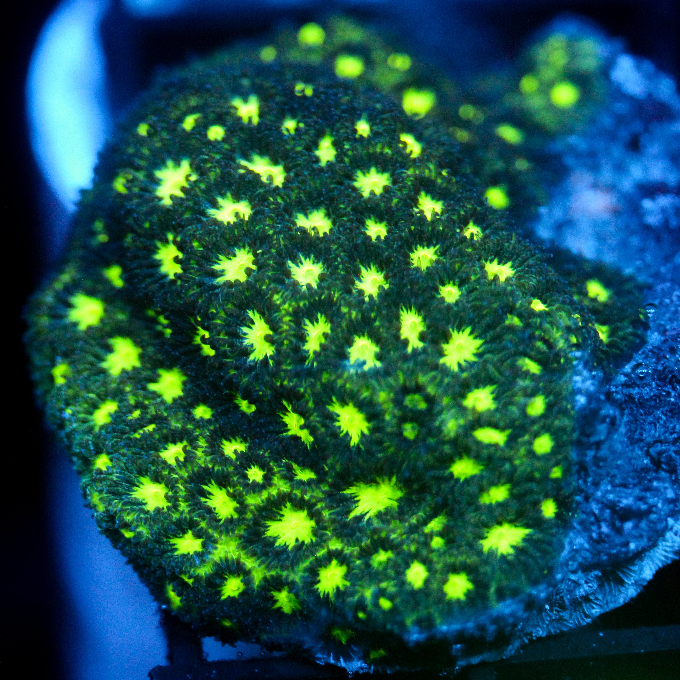 JC Biota Greedy Sucker Leptastrea