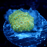 JC Firefly Discosoma