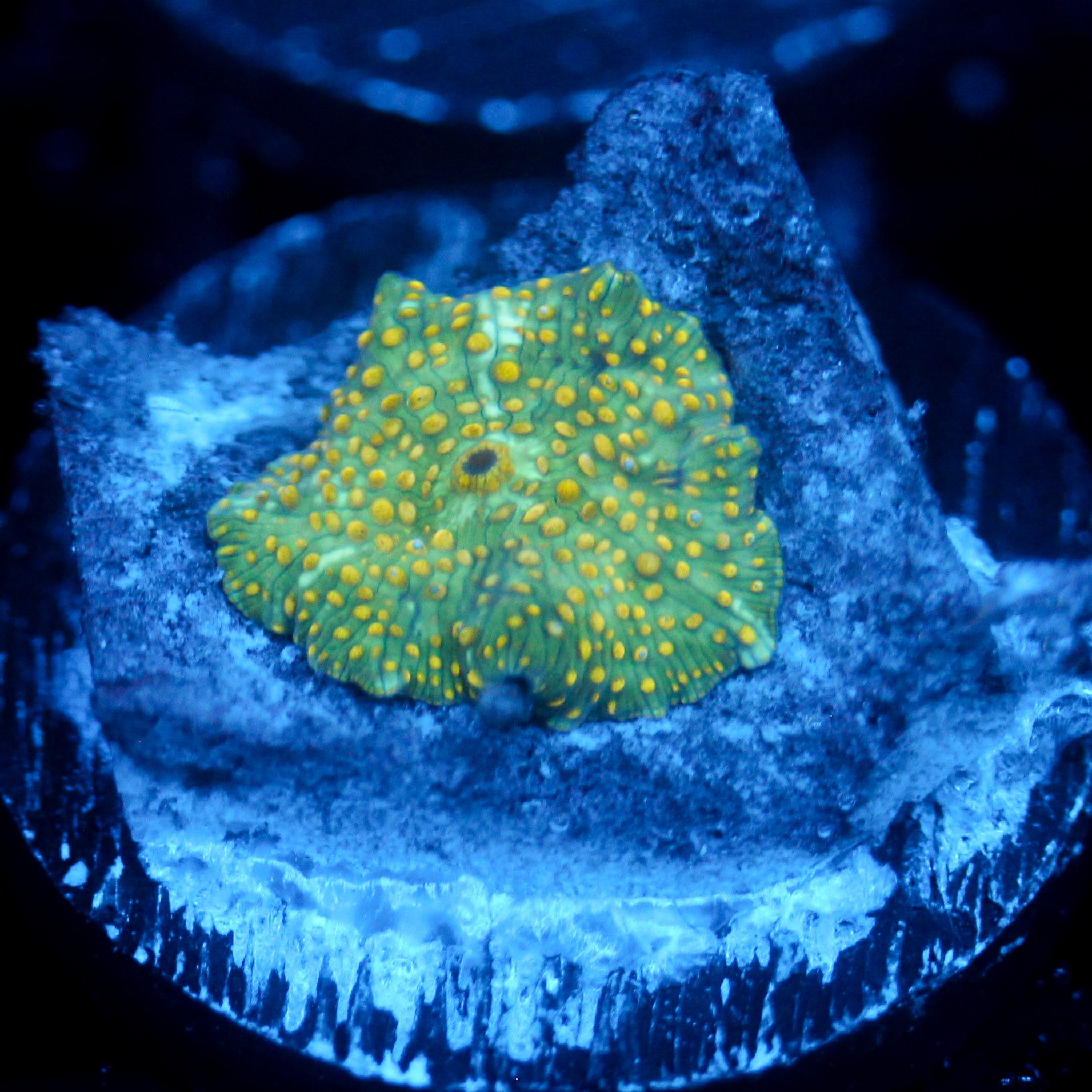 JC Firefly Discosoma