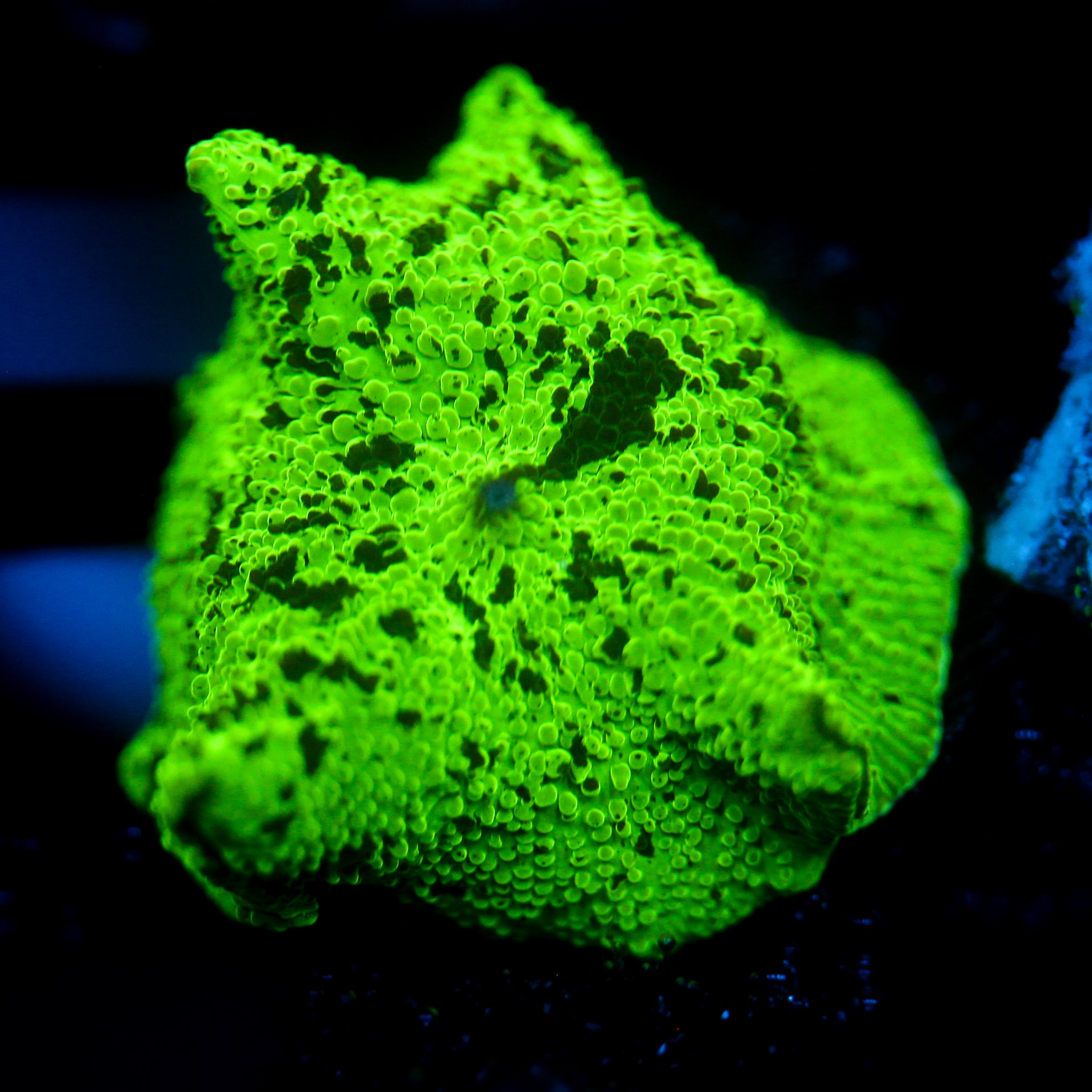 JC Kryptonite Eclectus